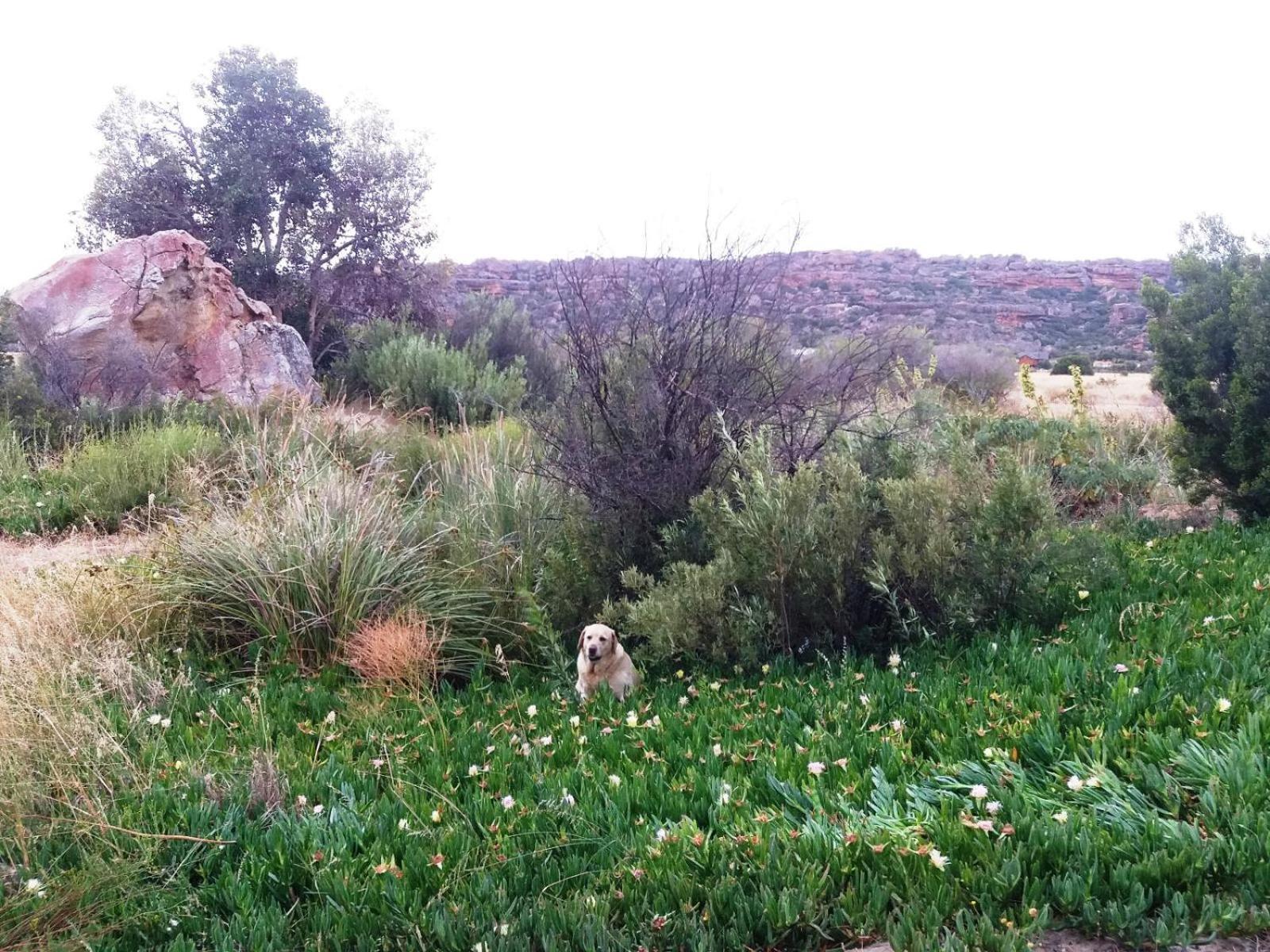 Vila Alpha Excelsior Guest Farm Clanwilliam Pokoj fotografie